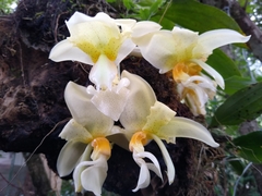 Stanhopea graveolens