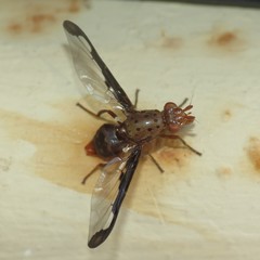 Diacrita costalis