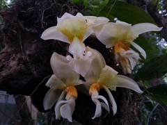 Stanhopea graveolens