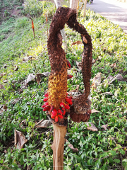 Amorphophallus konjac