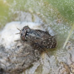 Stictomyia punctata