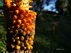 Amorphophallus konjac
