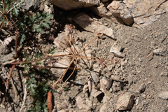 Tauschia parishii
