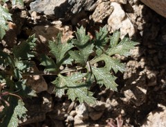Tauschia parishii