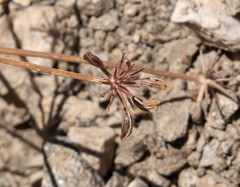 Tauschia parishii