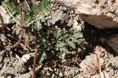 Tauschia parishii