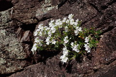 Veronica catarractae