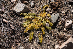 Pedicularis semibarbata