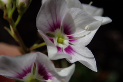 Veronica catarractae