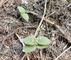 Neottia banksiana