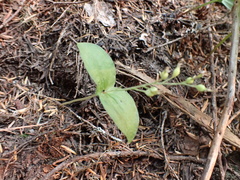 Neottia banksiana