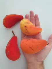 Sterculia