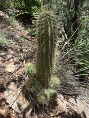 Echinocereus ledingii