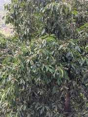 Lithocarpus henryi