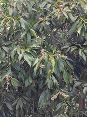 Lithocarpus henryi