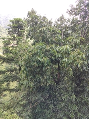 Lithocarpus henryi