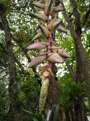 Tillandsia eizii