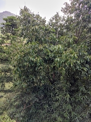 Lithocarpus henryi