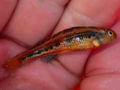 Etheostoma barrenense