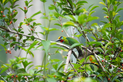 Psilopogon mystacophanos