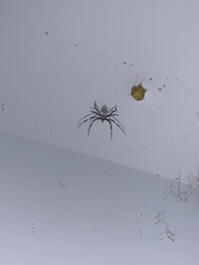Argiope argentata