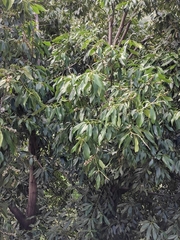 Lithocarpus henryi