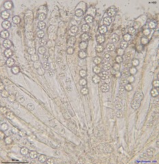 Pulvinula convexella
