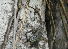 Sceloporus serrifer