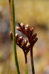 Schizaea australis
