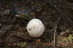 Calvatia sculpta