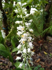 Calanthe calanthoides