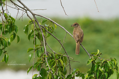 Pycnonotus finlaysoni