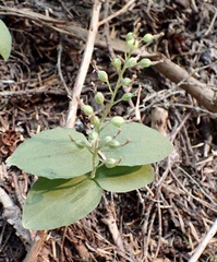 Neottia banksiana