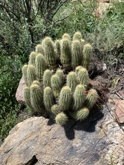 Echinocereus ledingii