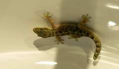 Phyllodactylus reissii