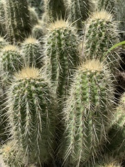 Echinocereus ledingii