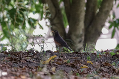 Turdus dissimilis