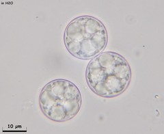 Pulvinula convexella