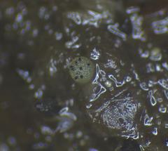 Ascobolus furfuraceus