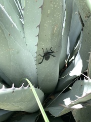 Acanthocephala thomasi