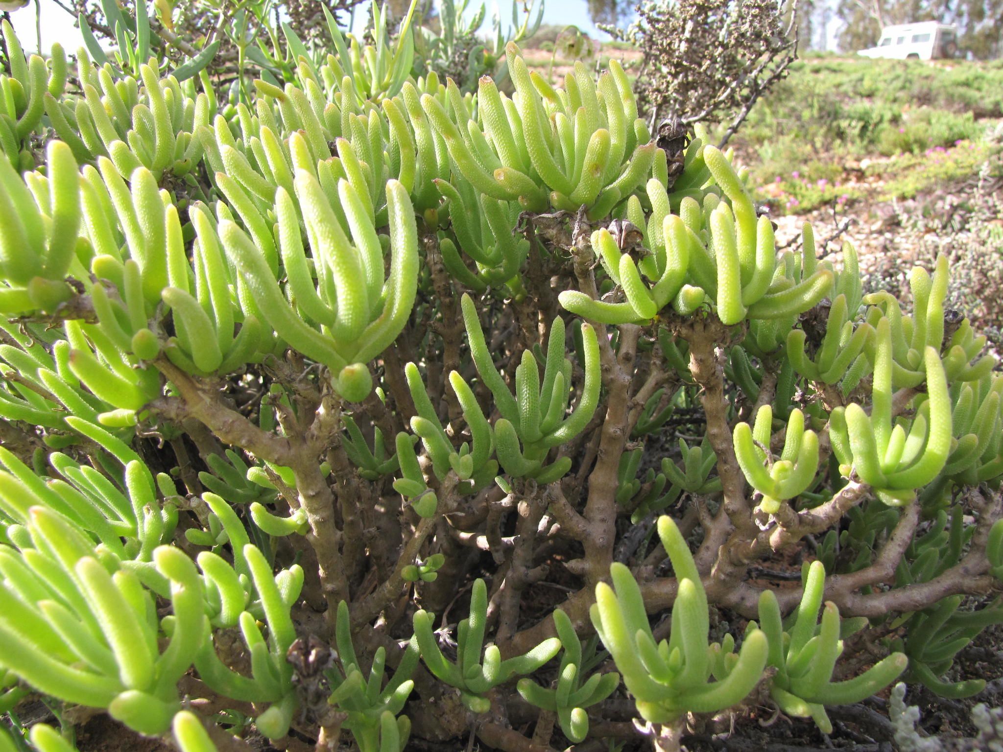 Mesembryanthemum spinuliferum Haw.