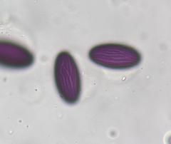 Ascobolus furfuraceus