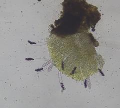 Ascobolus furfuraceus