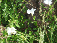 Mandevilla brachysiphon