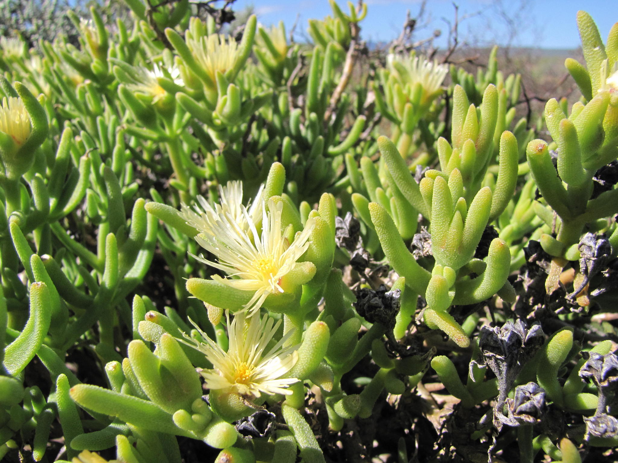 Mesembryanthemum spinuliferum Haw. 2