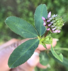 Trifolium ciliolatum