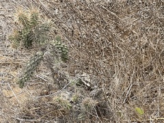 Cylindropuntia prolifera