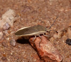 Catorhintha selector