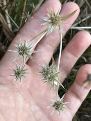 Eryngium armatum