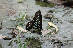 Graphium chironides